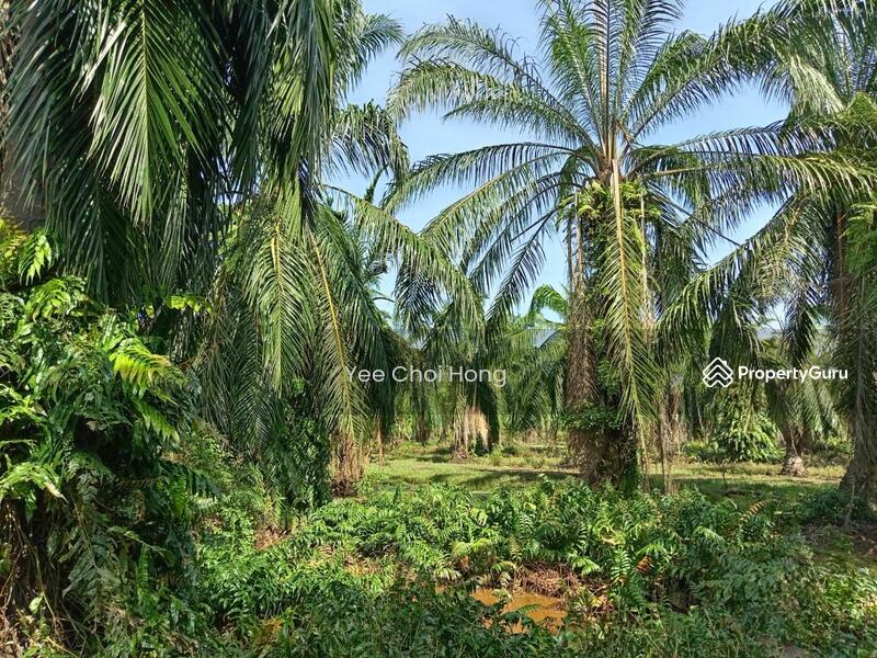 Tanah Pertanian untuk Dijual di Changkat (Nibong Tebal) - Yee Choi Hong - PropertyGuru.com.my