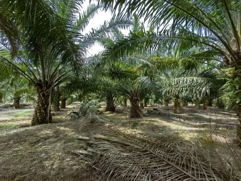 Tanah Pertanian untuk Dijual di Kampung Tiram Buruk (Tanjong Karang) - Vincent Tee - PropertyGuru.com.my