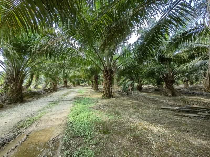 Tanah Pertanian untuk Dijual di Kampung Tiram Buruk (Tanjong Karang) - Vincent Tee - PropertyGuru.com.my