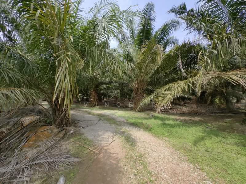 Tanah Pertanian untuk Dijual di Kampung Tiram Buruk (Tanjong Karang) - Vincent Tee - PropertyGuru.com.my