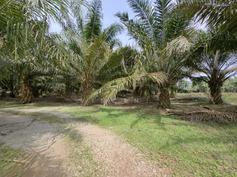 Tanah Pertanian untuk Dijual di Kampung Tiram Buruk (Tanjong Karang) - Vincent Tee - PropertyGuru.com.my