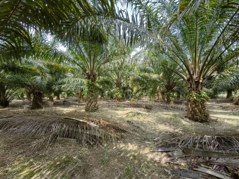 Tanah Pertanian untuk Dijual di Kampung Tiram Buruk (Tanjong Karang) - Vincent Tee - PropertyGuru.com.my