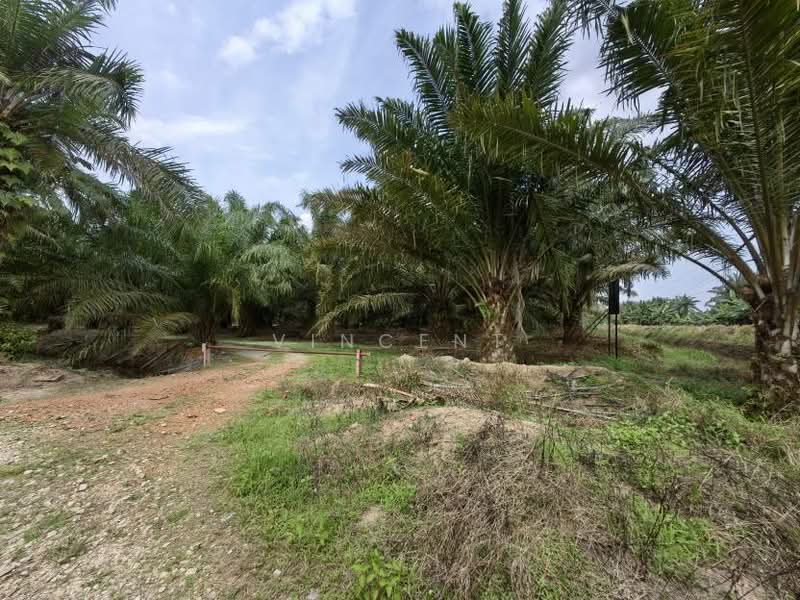 Tanah Pertanian untuk Dijual di Kampung Tiram Buruk (Tanjong Karang) - Vincent Tee - PropertyGuru.com.my
