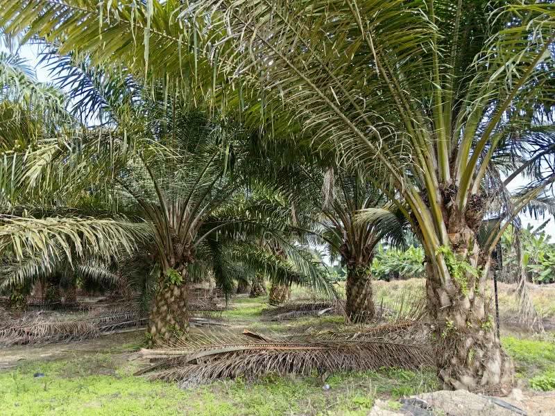 Tanah Pertanian untuk Dijual di Kampung Tiram Buruk (Tanjong Karang) - Vincent Tee - PropertyGuru.com.my