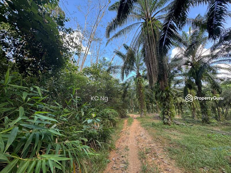 Untuk Dijual - Agriculture Land @ Gerik, Hulu Perak