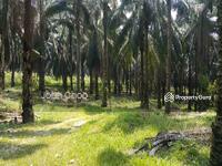 For Sale - Kuala Pilah @ Negeri Sembilan 198 Acres Agricultural Land For Sale
