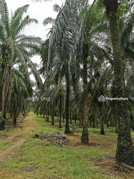 For Sale - Zoning Residential Land At Gurun,Kedah For Sale