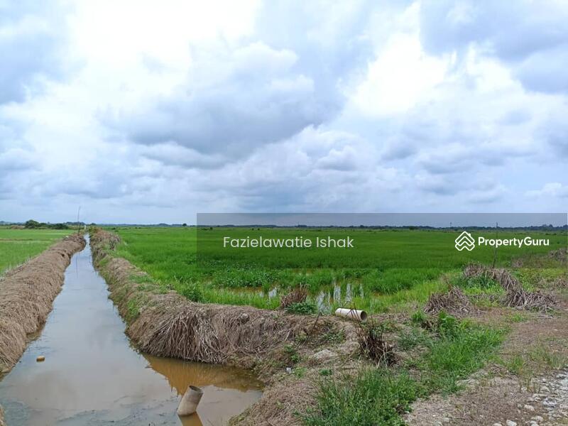 For Sale - Tanah Pertanian Sawah Di Kg Langgar, Pekan, Pahang SANGAT MURAH