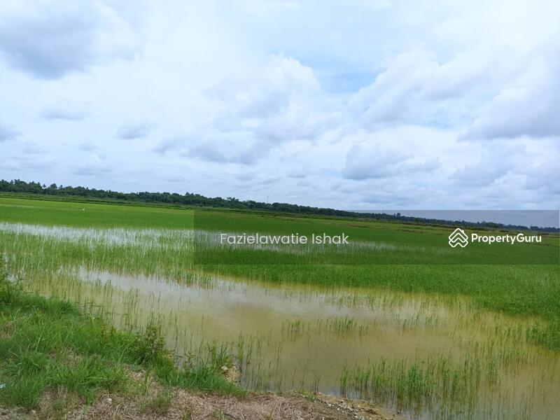 For Sale - Tanah Pertanian Sawah Di Kg Langgar, Pekan, Pahang SANGAT MURAH