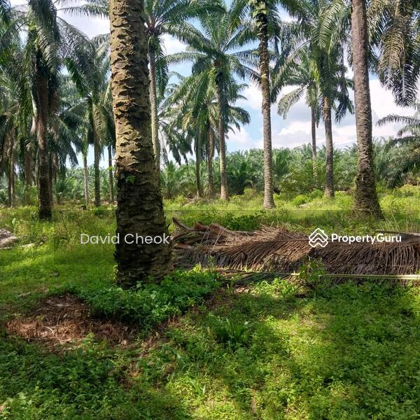 Tanah Pertanian untuk Dijual di Taman Jimah Indah (Jimah) - David Cheok - PropertyGuru.com.my