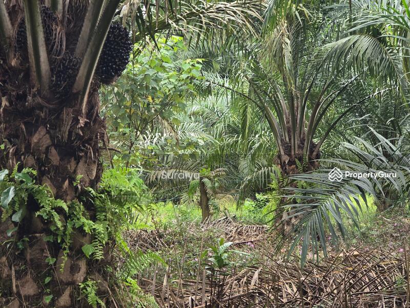 Agricultural Land for Sale in Sungai Kluang (Rengit) - Suraiya . - PropertyGuru.com.my