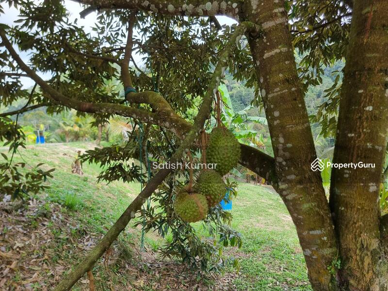 Agricultural Land for Sale in Taman Jelebu (Kuala Klawang) - Satish Kumar - PropertyGuru.com.my