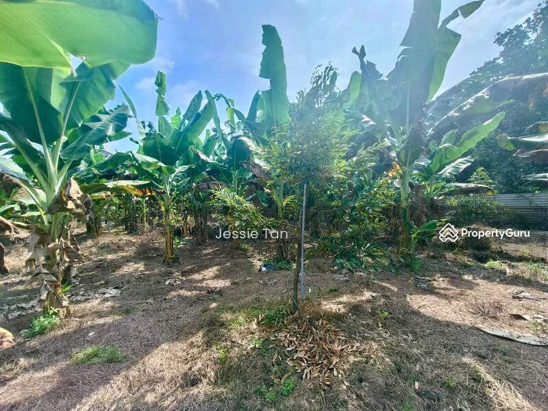 For Sale - Kukup Kukup Kukups