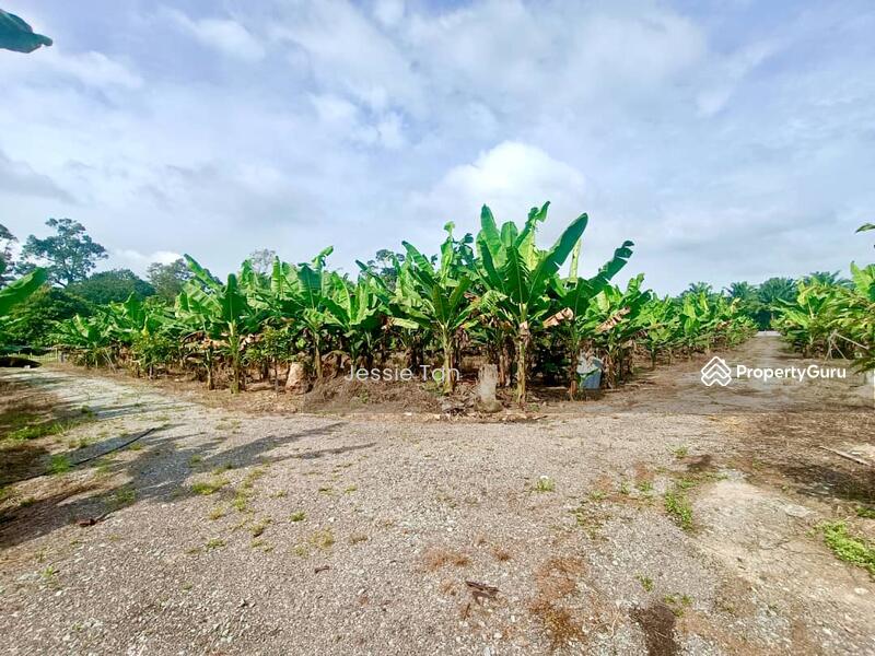 For Sale - Kukup Kukup Kukups