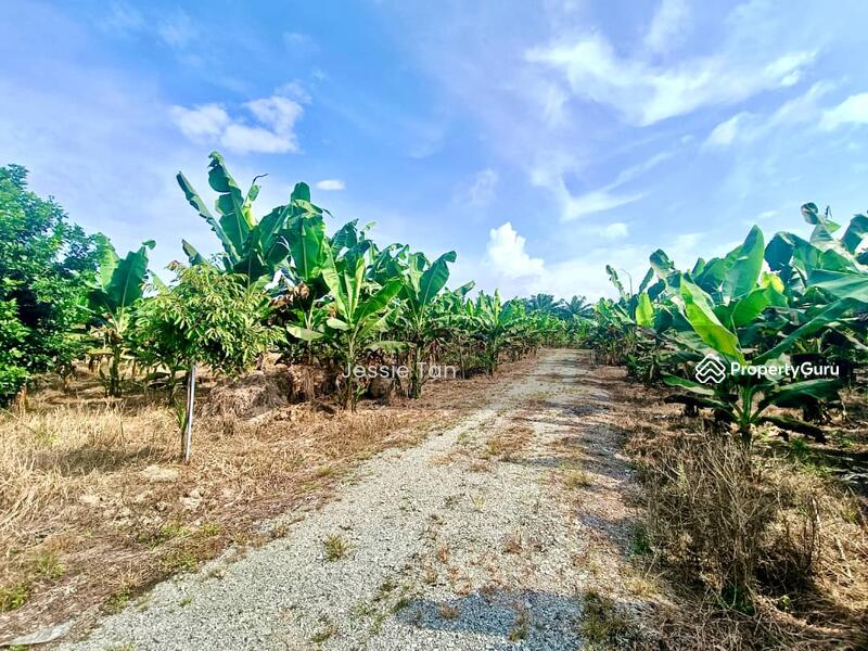 For Sale - Kukup Kukup Kukups