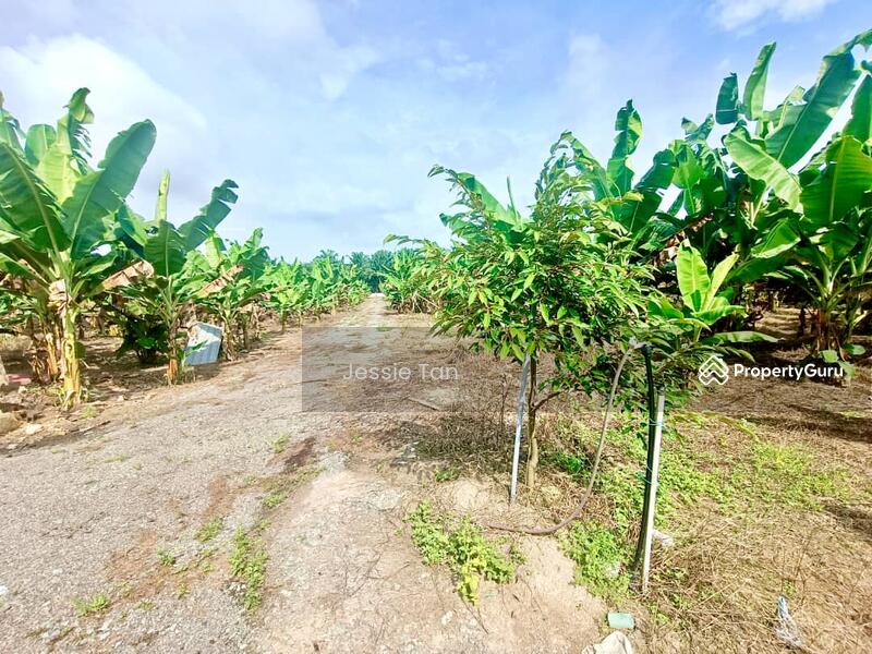 For Sale - Kukup Kukup Kukups