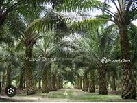 For Sale - Tanah Kelapa sawit