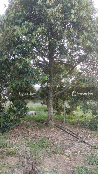 Agricultural Land for Sale in Simpang Pertang (Negeri Sembilan) - Bryan Liew - PropertyGuru.com.my