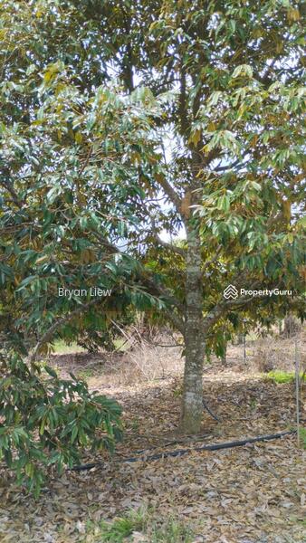 Agricultural Land for Sale in Simpang Pertang (Negeri Sembilan) - Bryan Liew - PropertyGuru.com.my