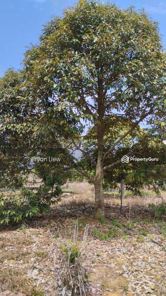 Agricultural Land for Sale in Simpang Pertang (Negeri Sembilan) - Bryan Liew - PropertyGuru.com.my