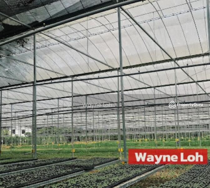 Agricultural Land for Rent in Junjong (Kedah) - Wayne Loh - PropertyGuru.com.my