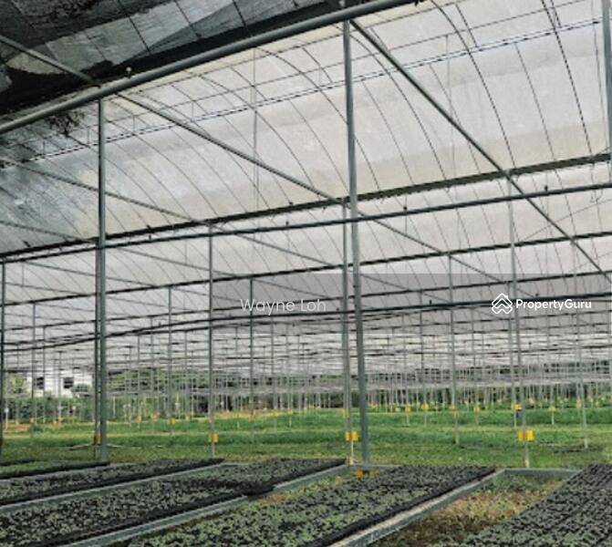 Agricultural Land for Rent in Junjong (Kedah) - Wayne Loh - PropertyGuru.com.my