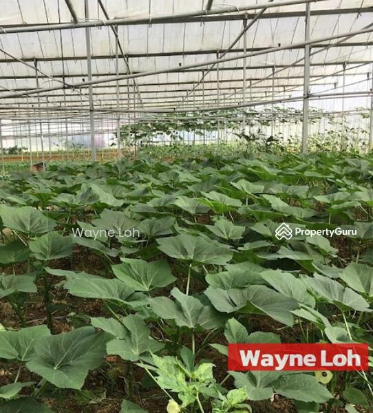 Agricultural Land for Rent in Junjong (Kedah) - Wayne Loh - PropertyGuru.com.my