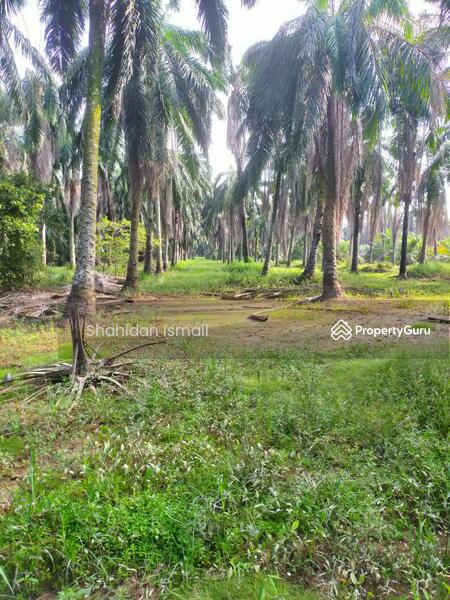 For Sale - AGRICULTURAL LAND IN KG PARIT MAHANG