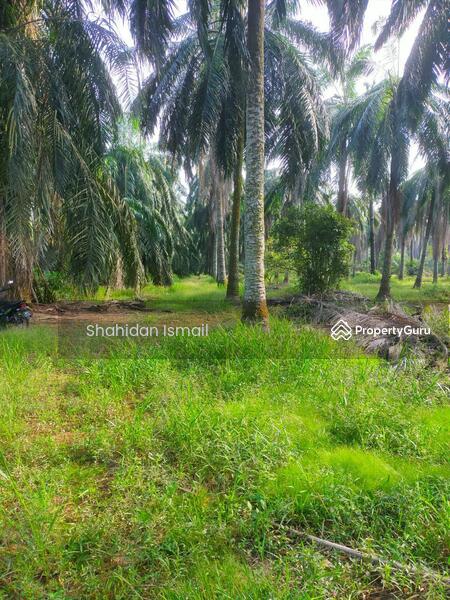 For Sale - AGRICULTURAL LAND IN KG PARIT MAHANG