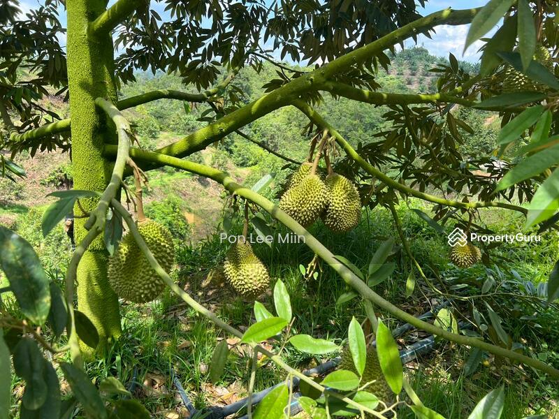 For Sale - Kuala Lipis