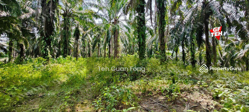 For Sale - 35.181 acres Agricultural Land | near Kulim Town area | RM3.72 psf