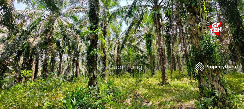 For Sale - 35.181 acres Agricultural Land | near Kulim Town area | RM3.72 psf
