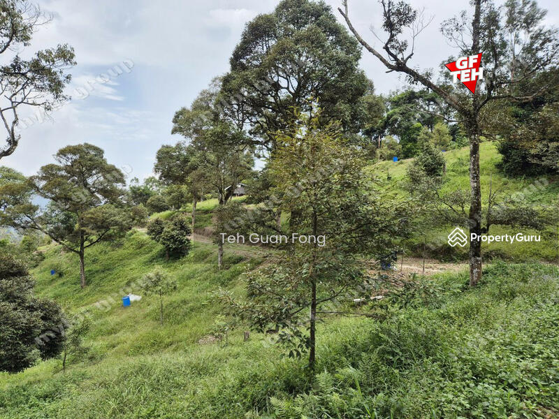 Tanah Pertanian untuk Dijual di Junjong (Kedah) - Teh Guan Fong - PropertyGuru.com.my