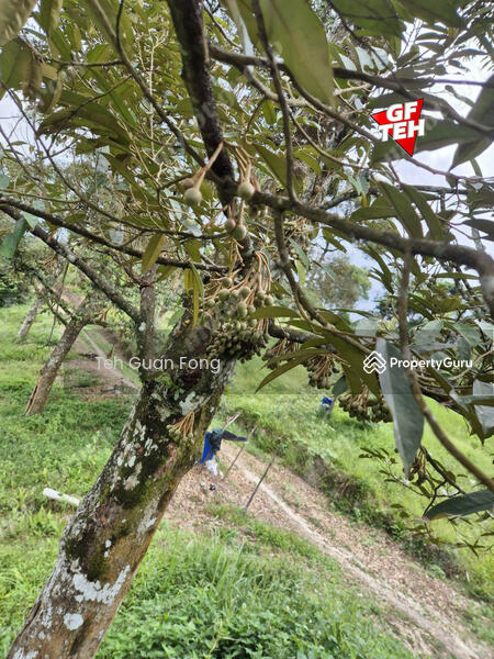 Tanah Pertanian untuk Dijual di Junjong (Kedah) - Teh Guan Fong - PropertyGuru.com.my