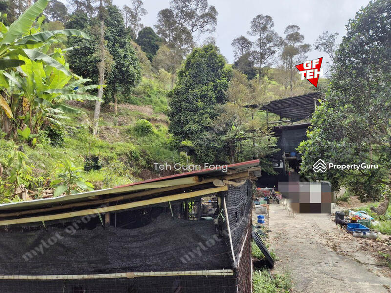 Tanah Pertanian untuk Dijual di Junjong (Kedah) - Teh Guan Fong - PropertyGuru.com.my