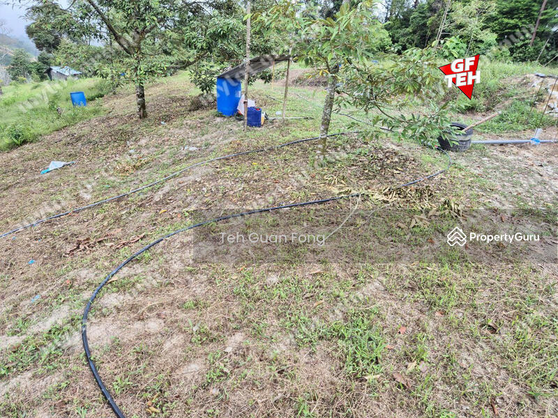 Tanah Pertanian untuk Dijual di Junjong (Kedah) - Teh Guan Fong - PropertyGuru.com.my