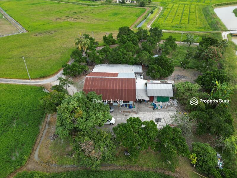 For Sale - Guar Kepah Bumbong Lima