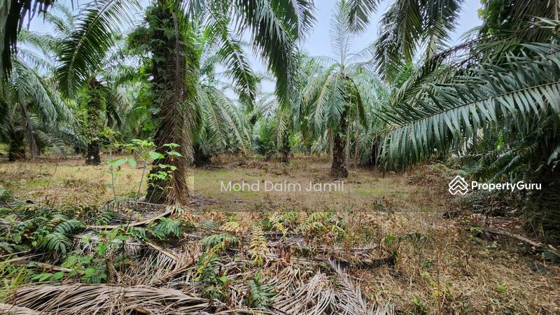 Untuk Dijual - Tanah Sawit Rata,Infra lengkap,Bebas Banjir- Parit 16,Sungai Besar