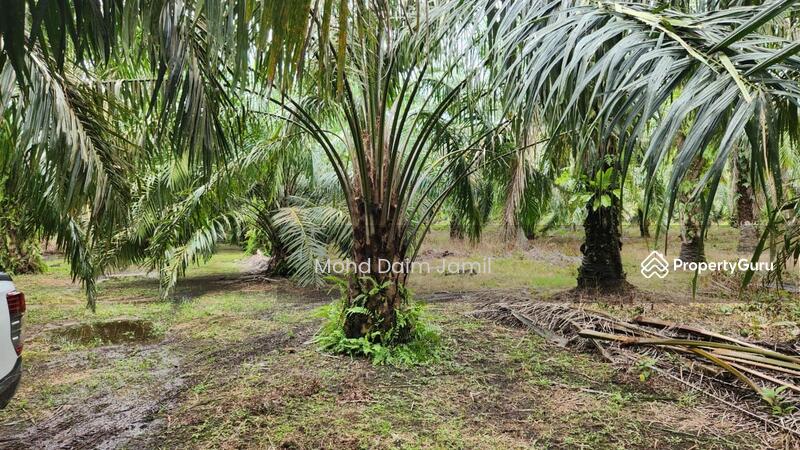 Untuk Dijual - Tanah Sawit Rata,Infra lengkap,Bebas Banjir- Parit 16,Sungai Besar