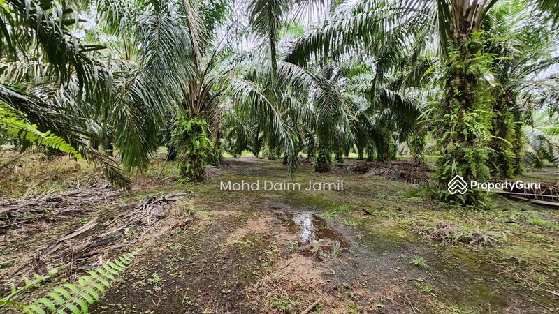 Untuk Dijual - Tanah Sawit Rata,Infra lengkap,Bebas Banjir- Parit 16,Sungai Besar