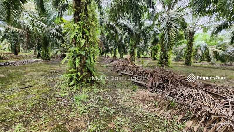 Untuk Dijual - Tanah Sawit Rata,Infra lengkap,Bebas Banjir- Parit 16,Sungai Besar