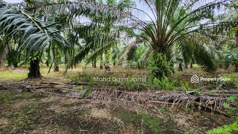 Untuk Dijual - Tanah Sawit Rata,Infra lengkap,Bebas Banjir- Parit 16,Sungai Besar