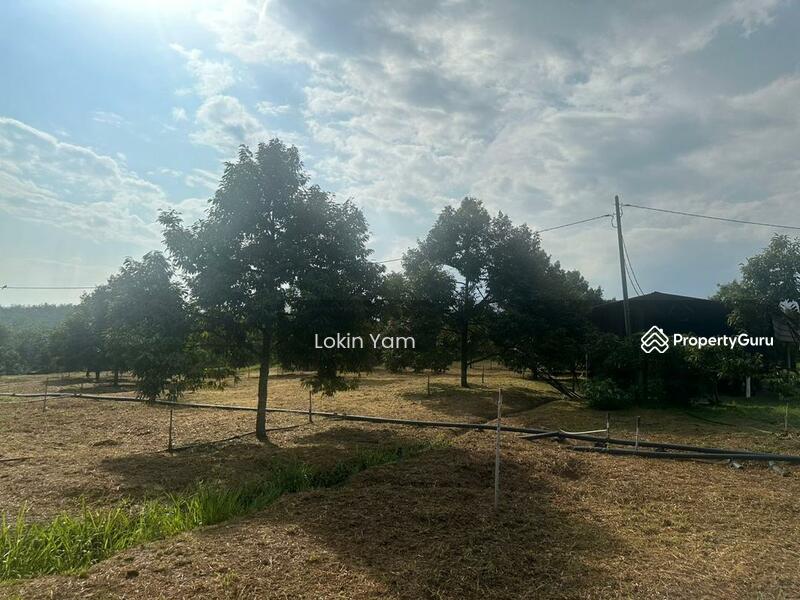 Tanah Pertanian untuk Dijual di Kampung Sungai Siput (Jementah) - Lokin Yam - PropertyGuru.com.my