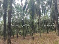 For Sale - 118.64 Acre Agriculture Land At Jalan Jemaluang, Mersing, Johor