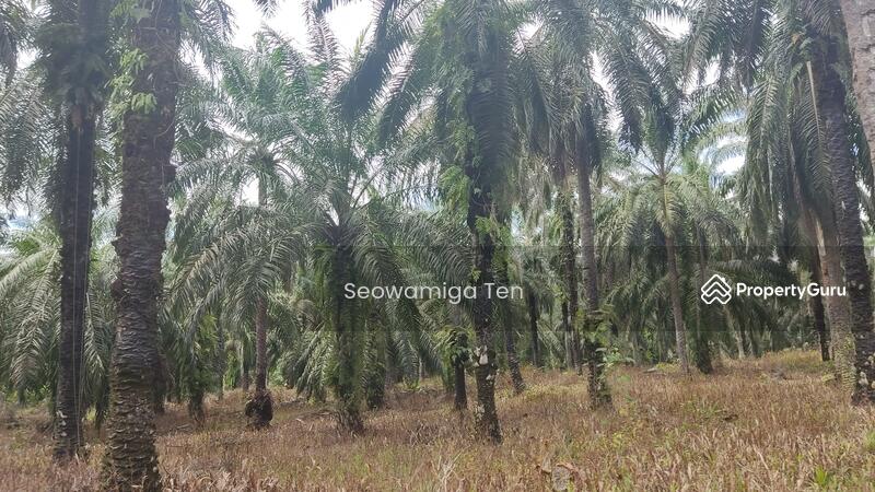 Untuk Dijual - 118.64 Acre Agriculture Land At Jalan Jemaluang, Mersing, Johor