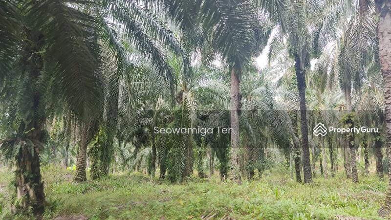 Untuk Dijual - 118.64 Acre Agriculture Land At Jalan Jemaluang, Mersing, Johor