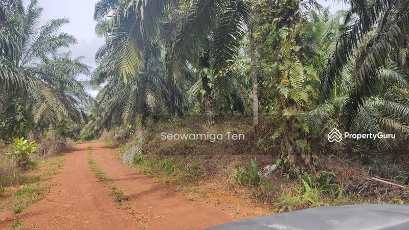 Untuk Dijual - 118.64 Acre Agriculture Land At Jalan Jemaluang, Mersing, Johor