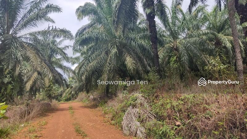 Untuk Dijual - 118.64 Acre Agriculture Land At Jalan Jemaluang, Mersing, Johor