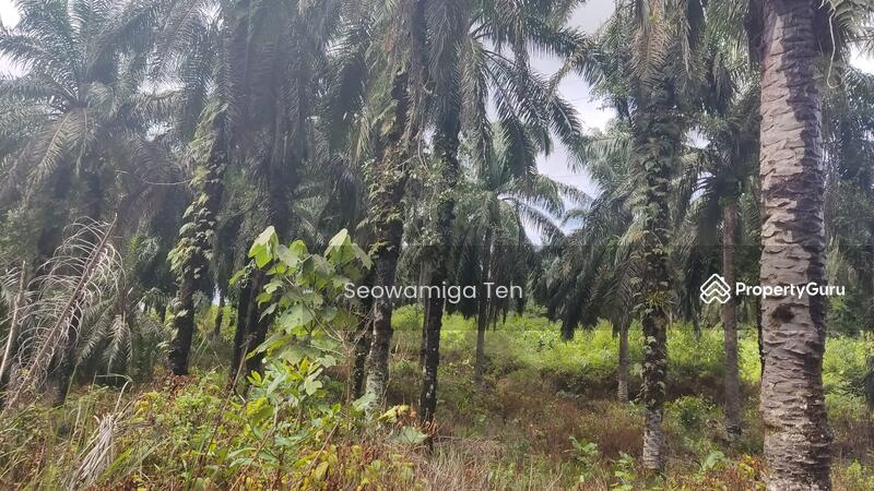 Untuk Dijual - 118.64 Acre Agriculture Land At Jalan Jemaluang, Mersing, Johor