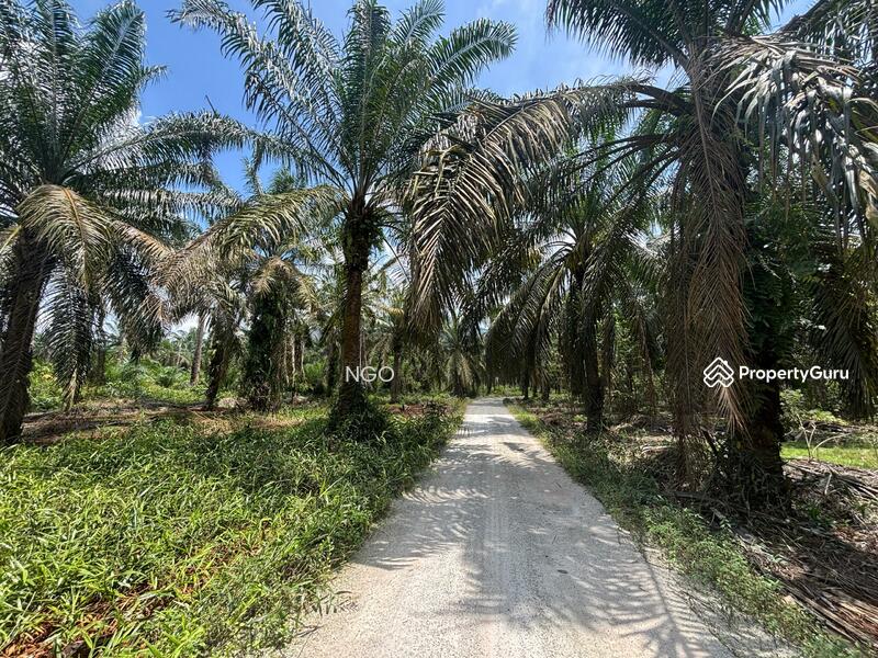 Agricultural Land for Sale in Parit Sri Telok (Batu Pahat) - NGO - PropertyGuru.com.my
